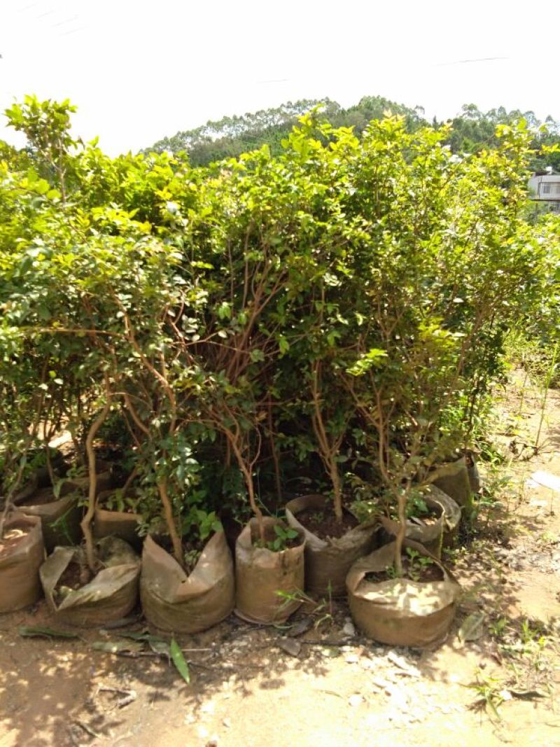 嘉宝果树苗2年