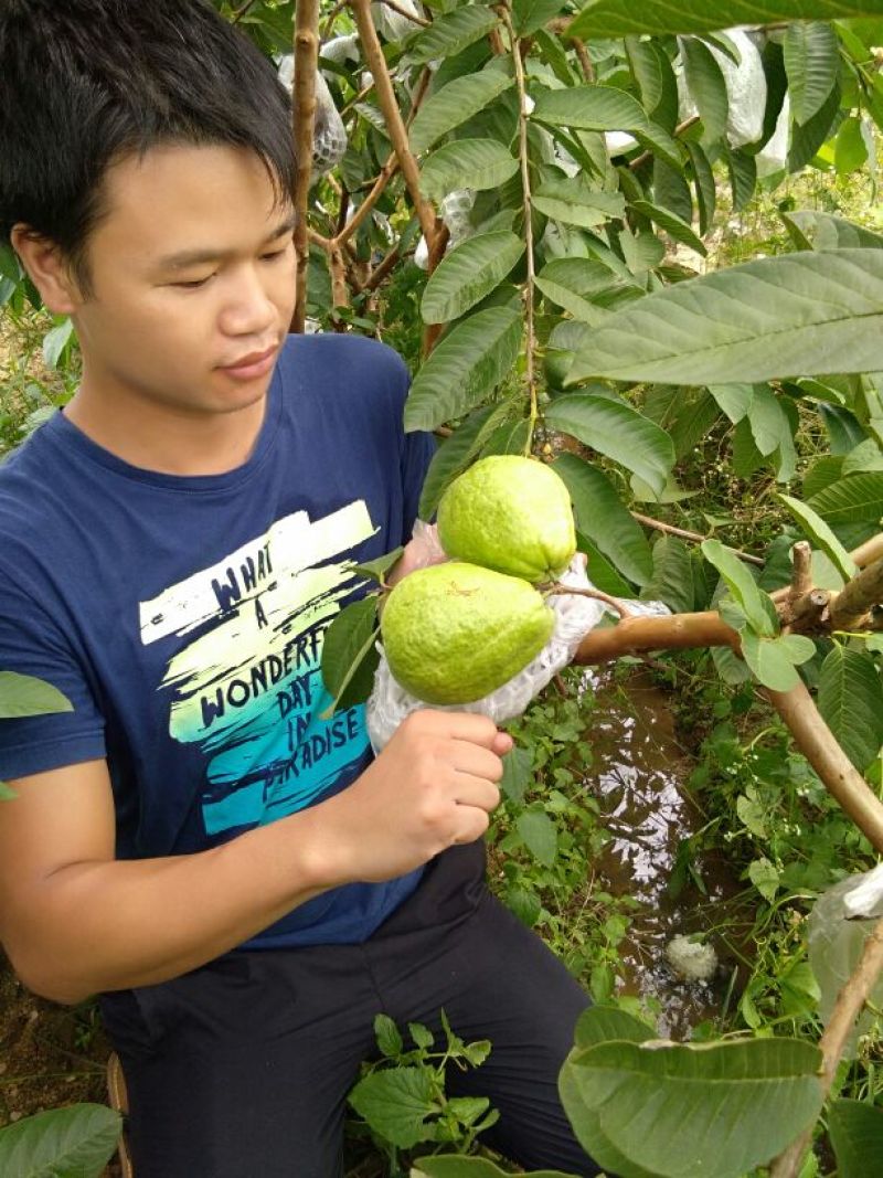 红宝石芭乐苗