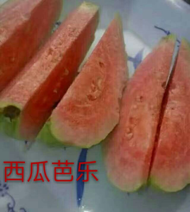 红宝石芭乐苗