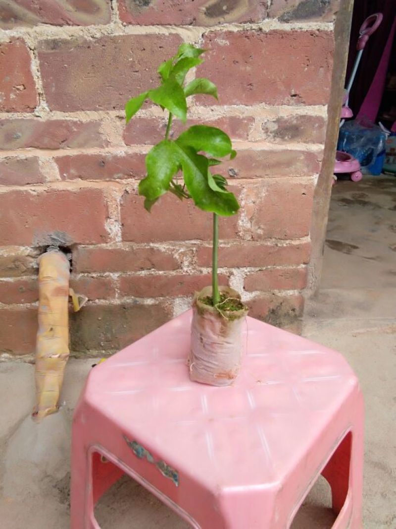 百香果苗10~20cm