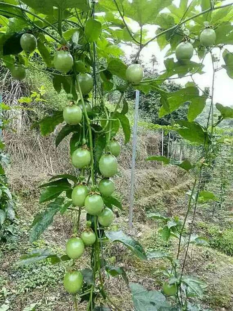 百香果苗10~20cm