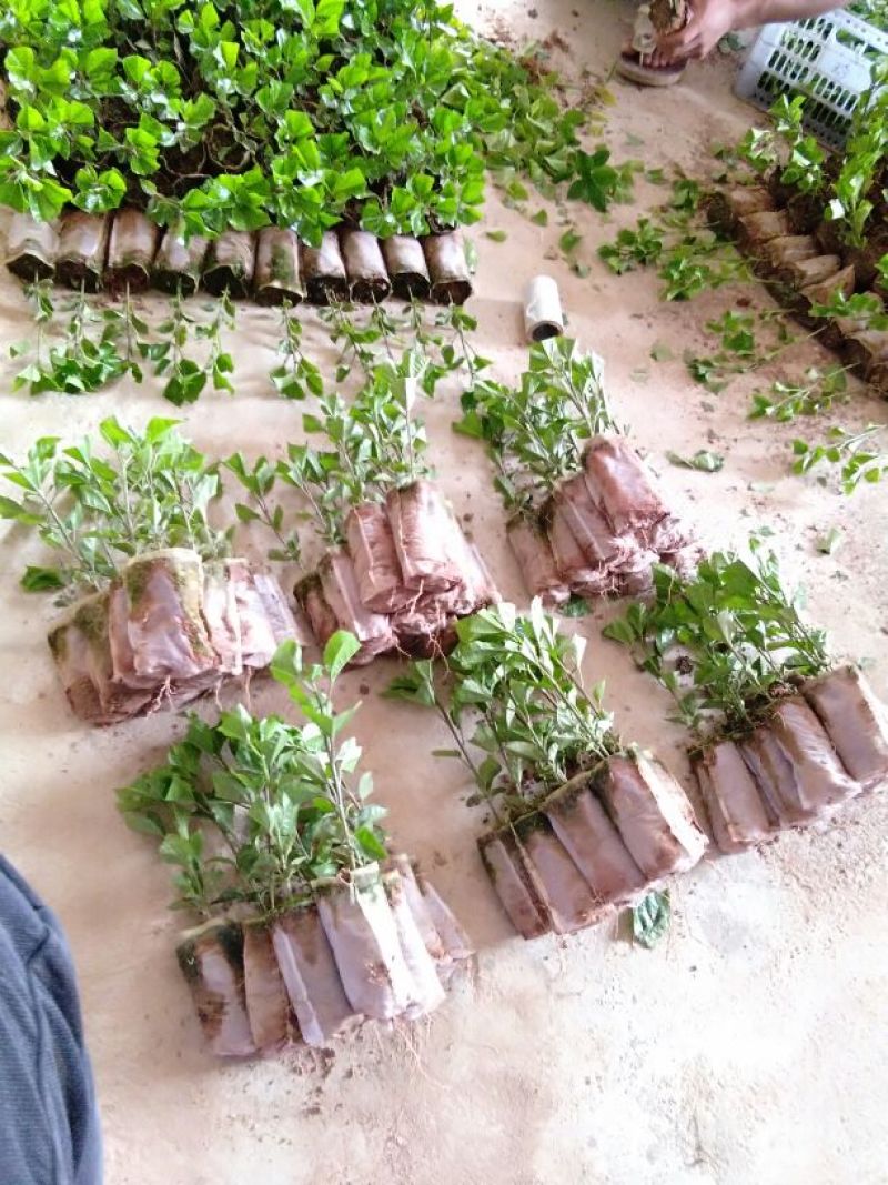 百香果苗10~20cm