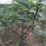 玛斯义陶芬无花果苗50~80cm