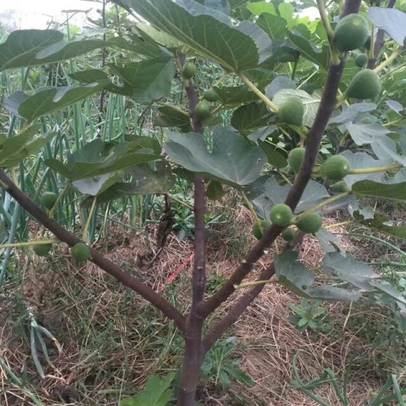 玛斯义陶芬无花果苗50~80cm
