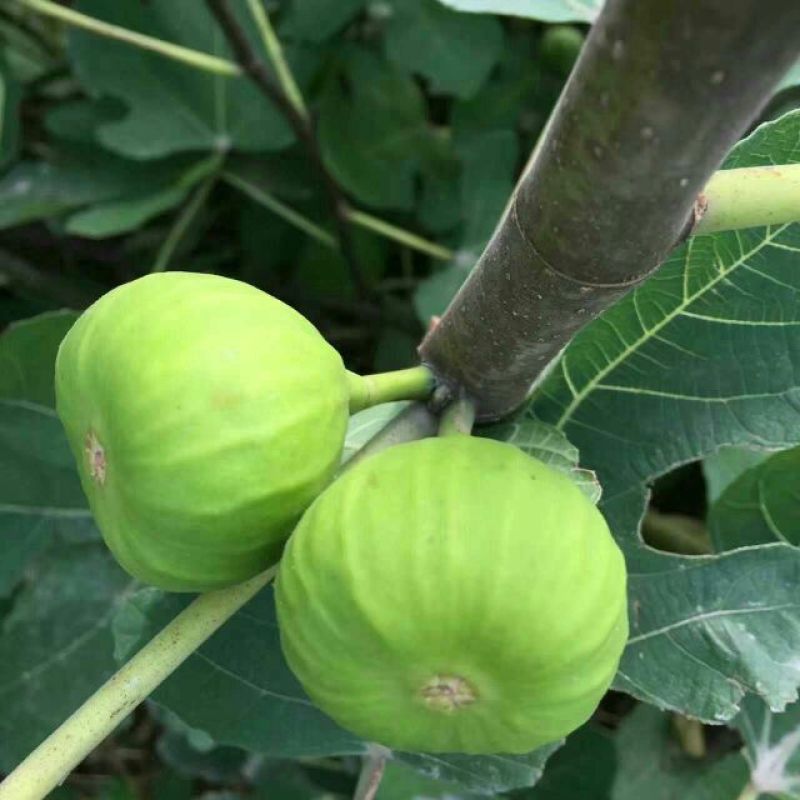 布兰瑞克无花果苗50~80cm