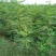 布兰瑞克无花果苗50~80cm
