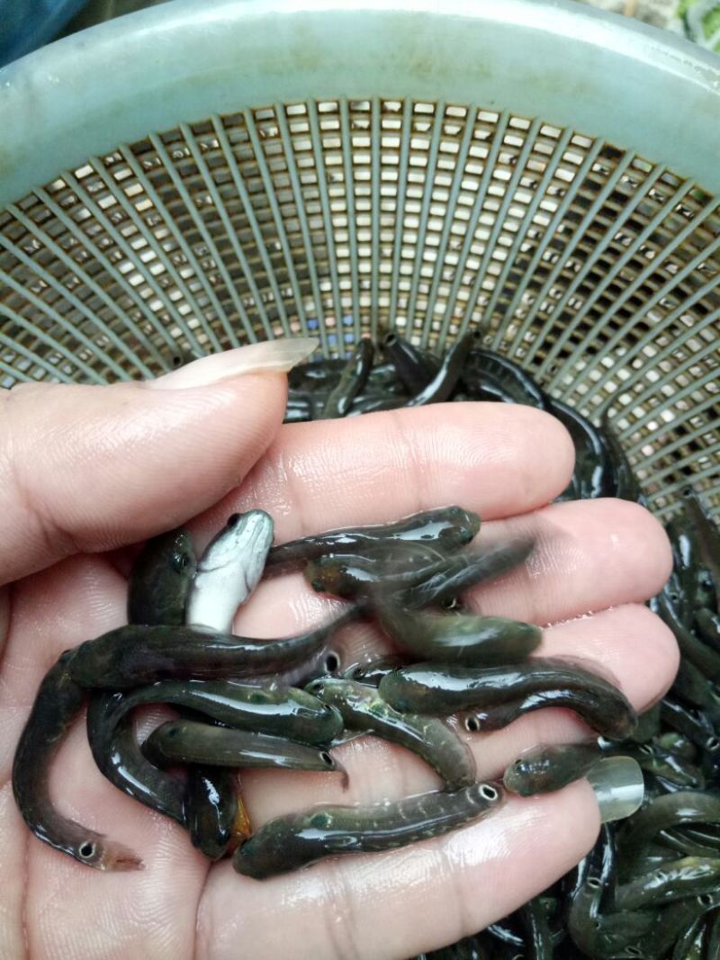 《全国发货》月鳢鱼苗七星鱼苗张公鱼鱼苗
