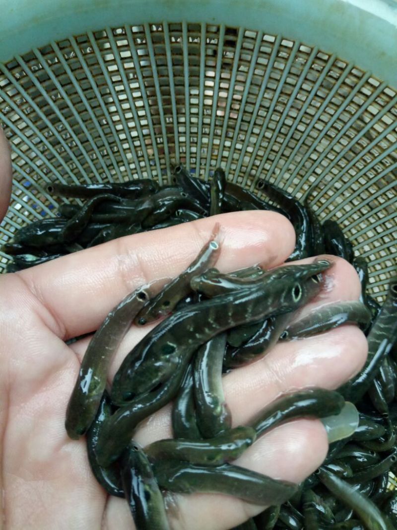 《全国发货》月鳢鱼苗七星鱼苗张公鱼鱼苗