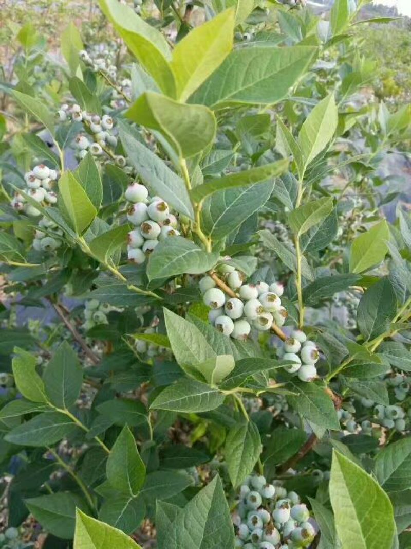 蓝莓苗2年以上30~50cm