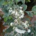 蓝莓苗2年以上30~50cm