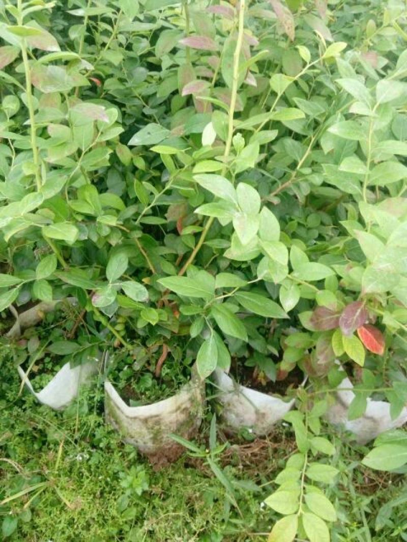蓝莓苗2年以上30~50cm