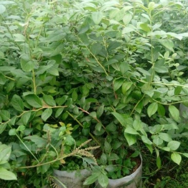 蓝莓苗2年以上30~50cm