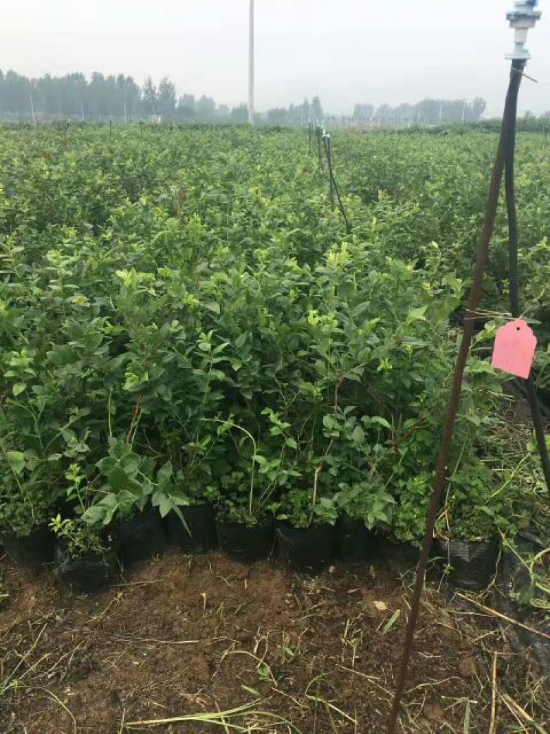 蓝莓苗2年以上50~80cm