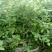 蓝莓苗2年以上50~80cm