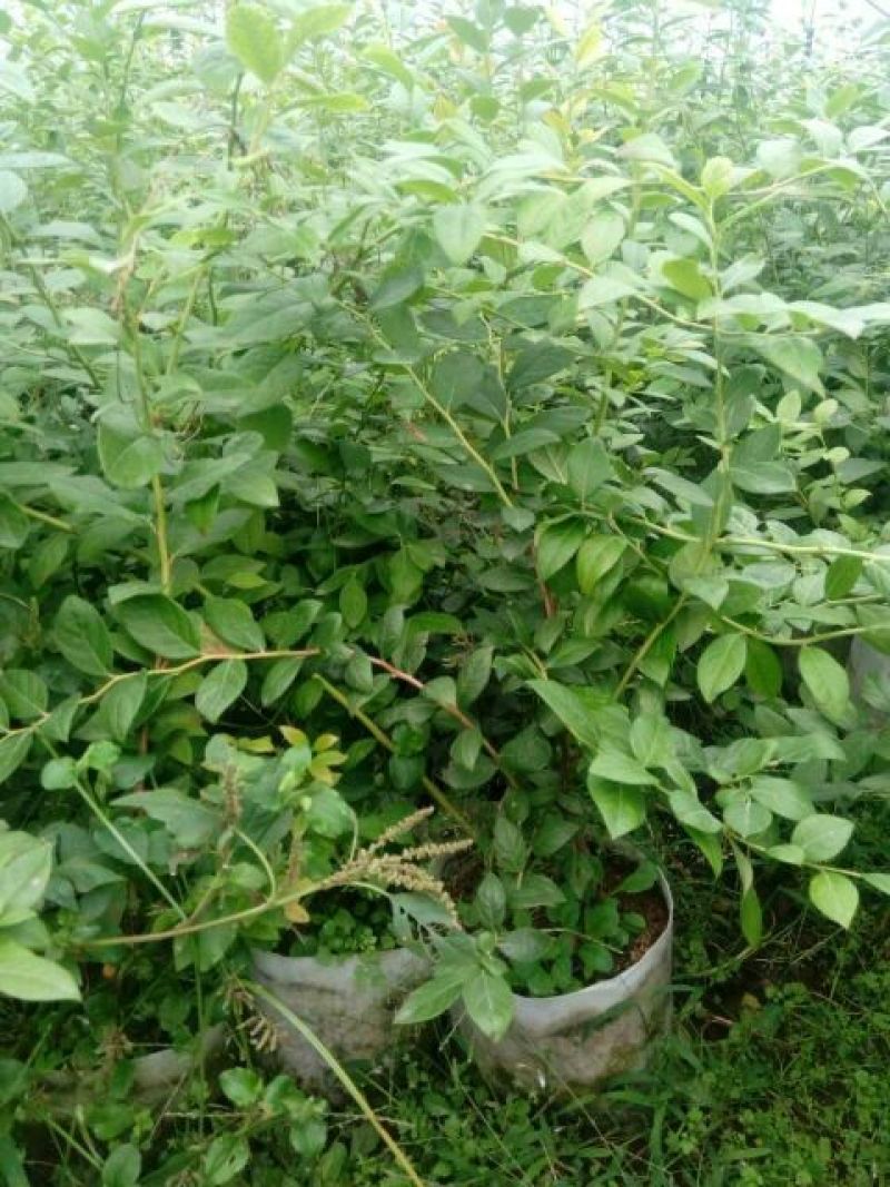 蓝莓苗2年以上50~80cm