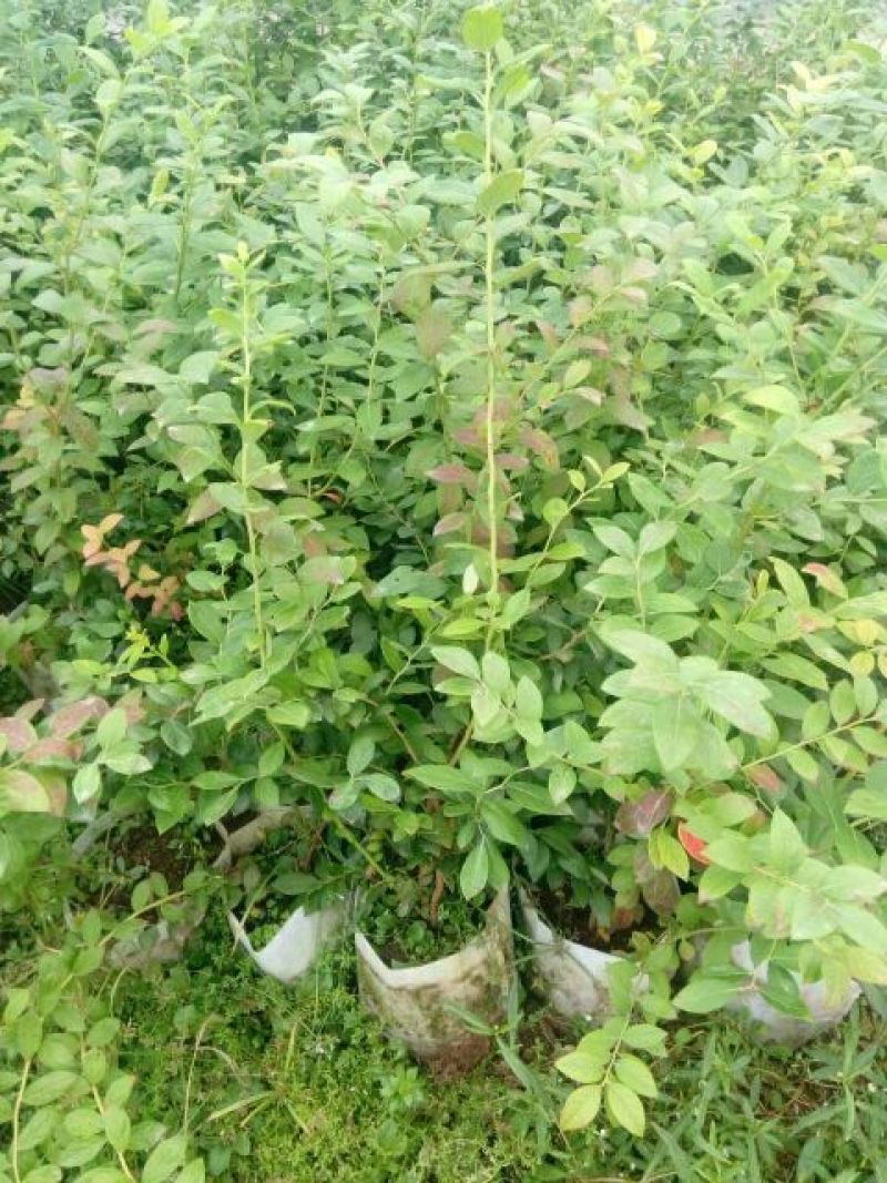 蓝莓苗2年以上50~80cm