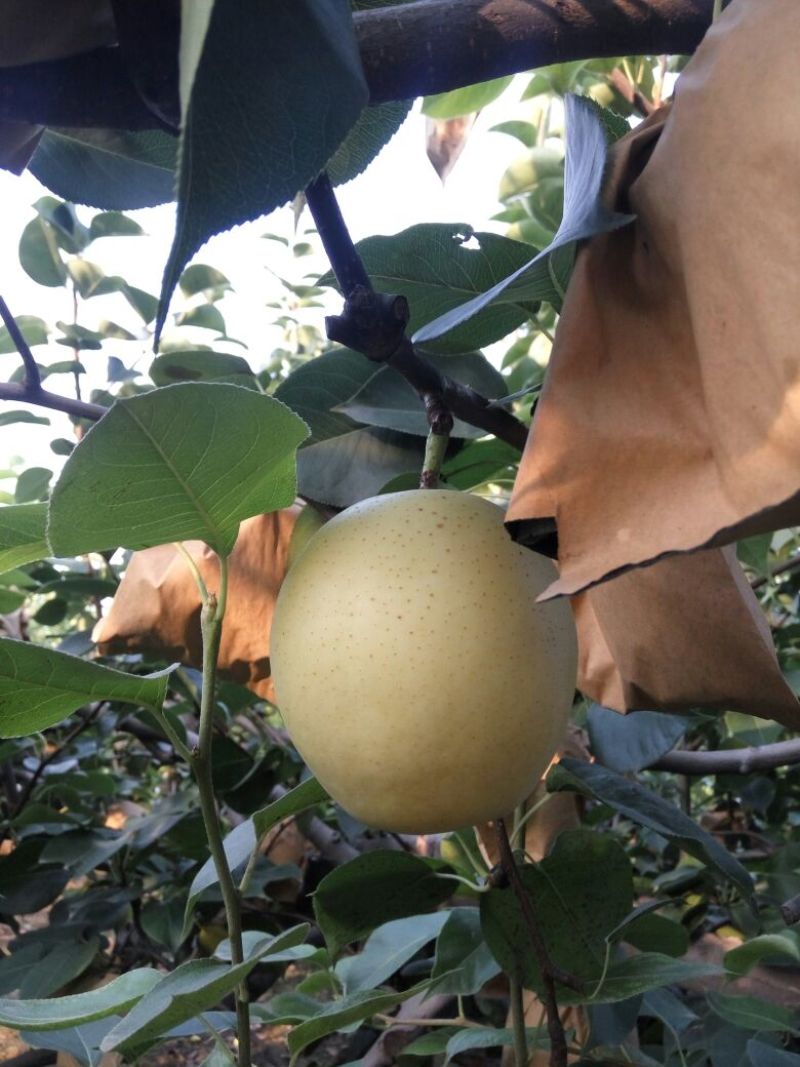 皇冠梨250~300g纸袋
