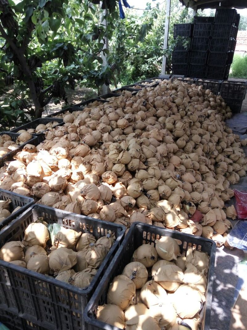 皇冠梨250~300g纸袋