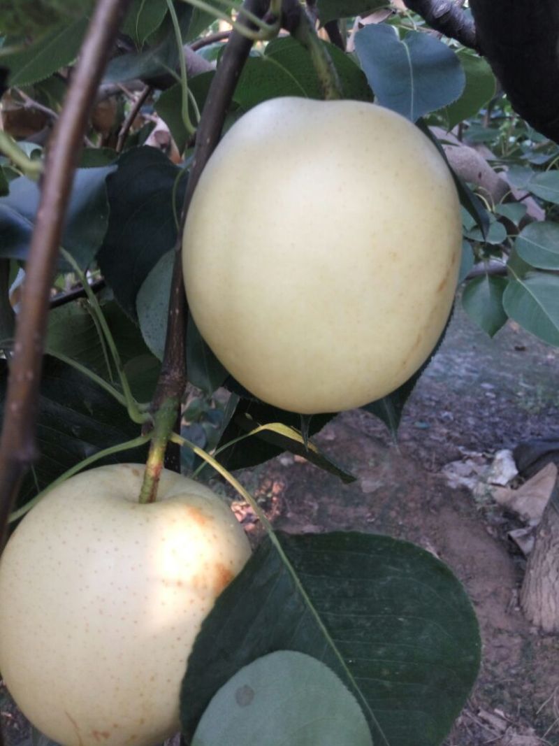 皇冠梨250~300g纸袋