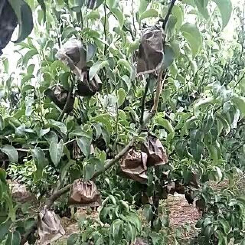 皇冠梨250~300g纸袋
