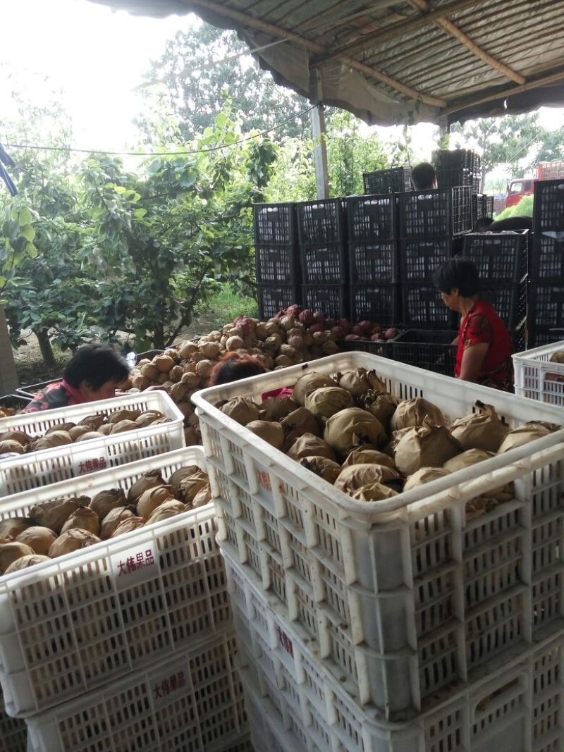 皇冠梨250~300g纸袋