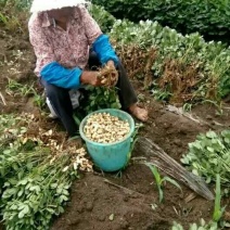 【鲜花生】河南花生开封产地直发专业全国代办质量手选大