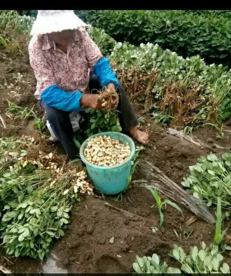河南花生开封产地直发专业全国代办质量保障手选大