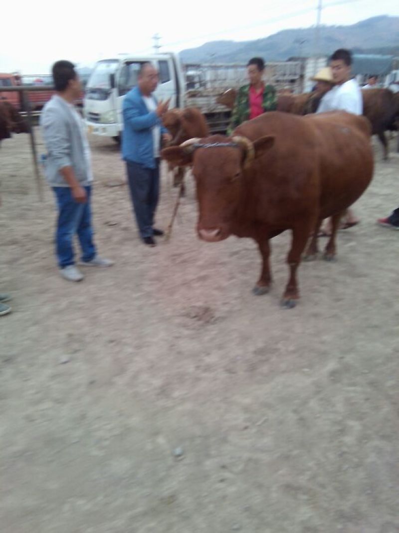 肉牛400~600斤欢迎各位客商前来参观选购