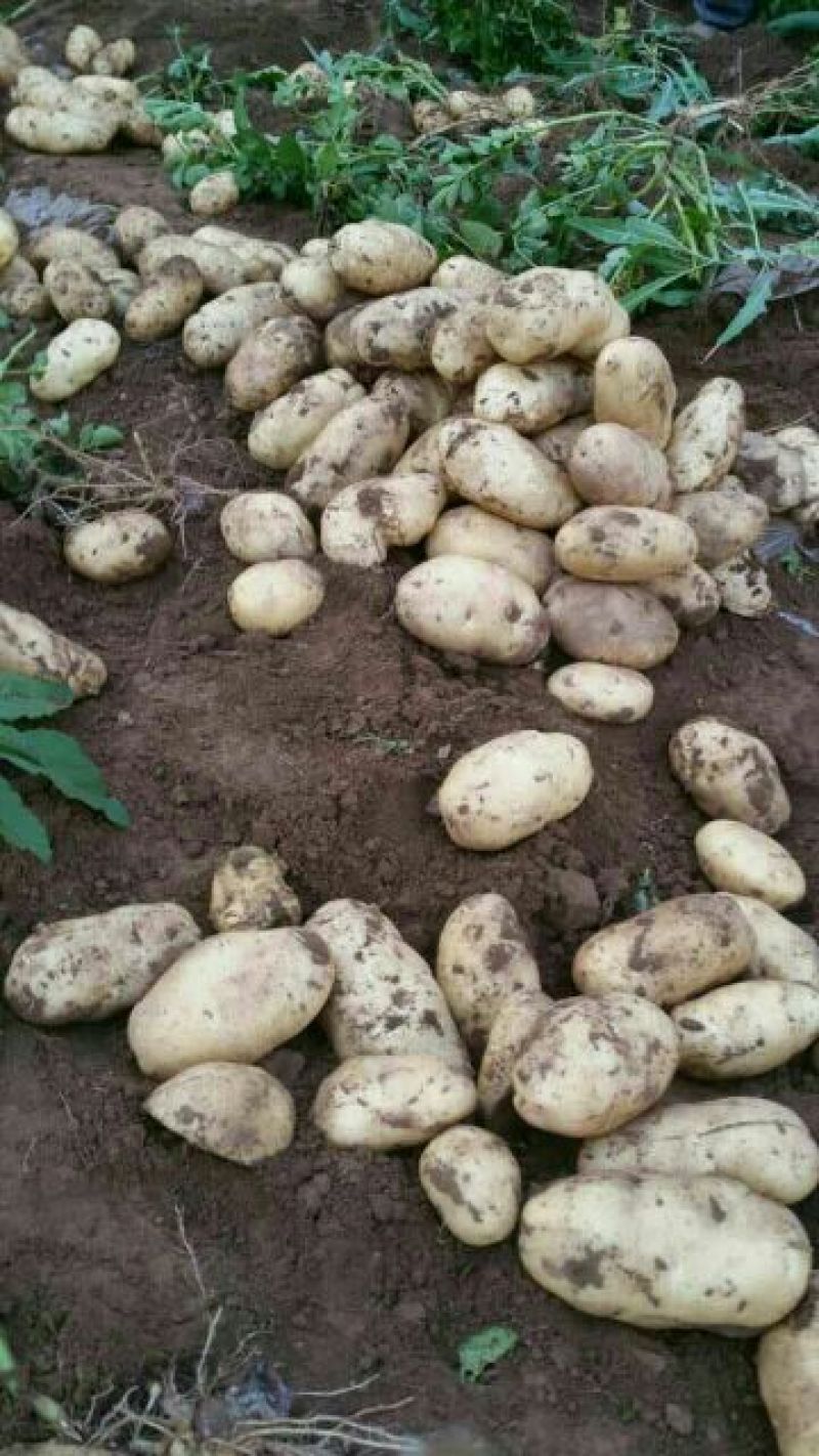荷兰十五，希森6号，v7,沃土，3两以通天，无虫眼，
