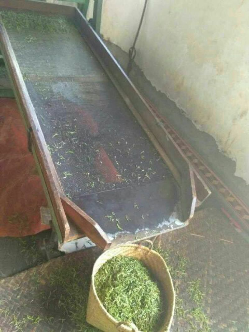 普洱绿茶一级