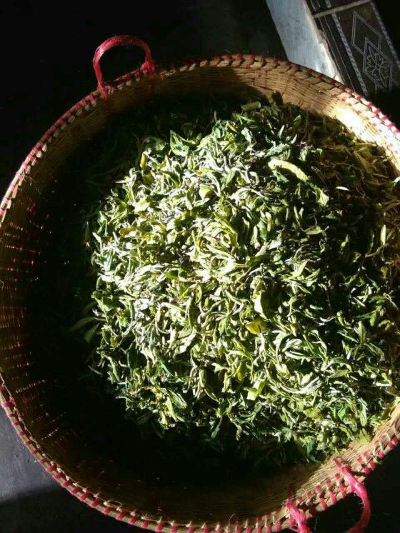 普洱绿茶一级