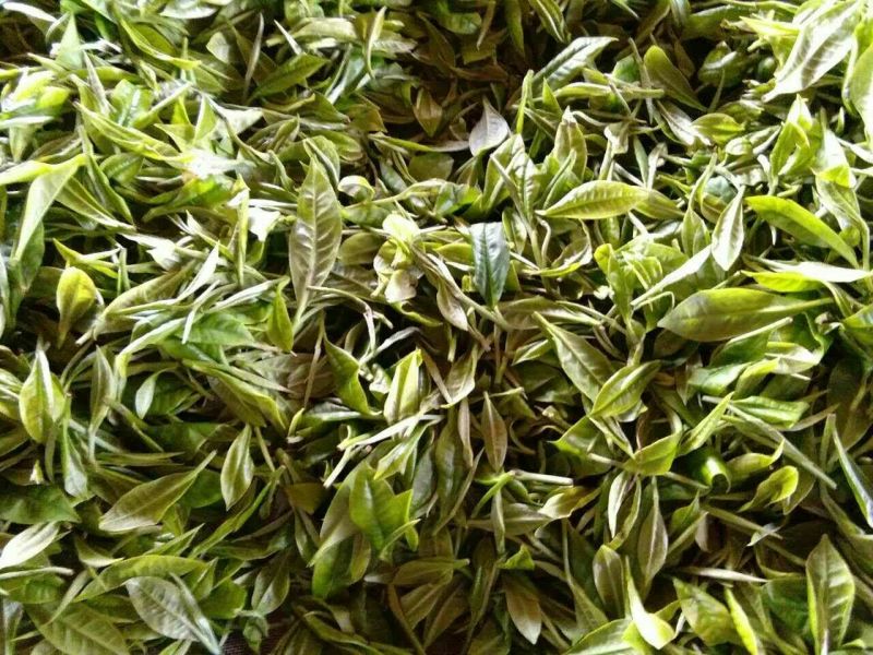 普洱绿茶一级