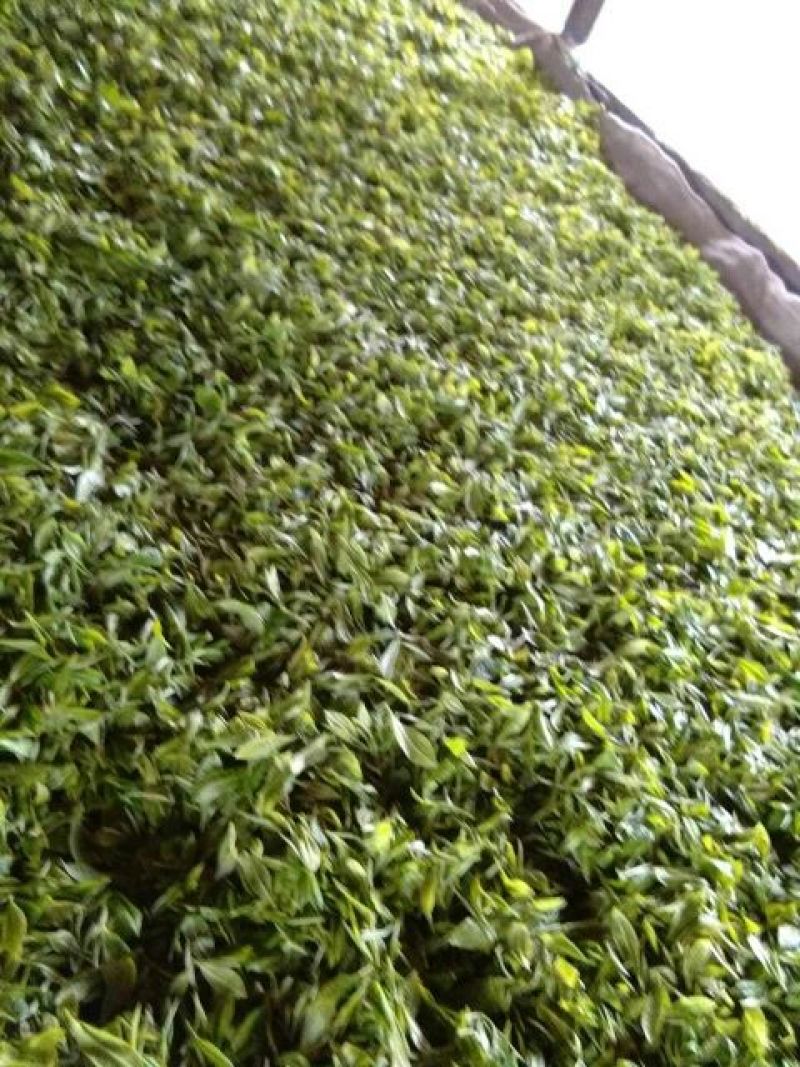 普洱绿茶一级