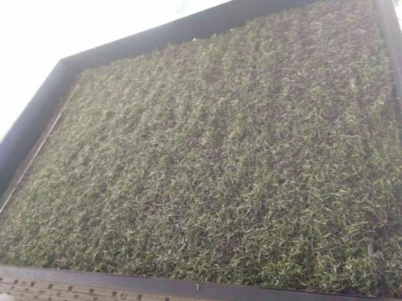 普洱绿茶一级
