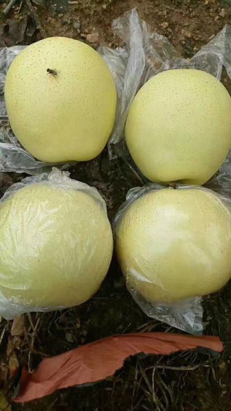 黄金梨