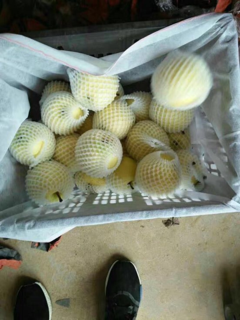 黄金梨