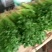 香芹55cm以上