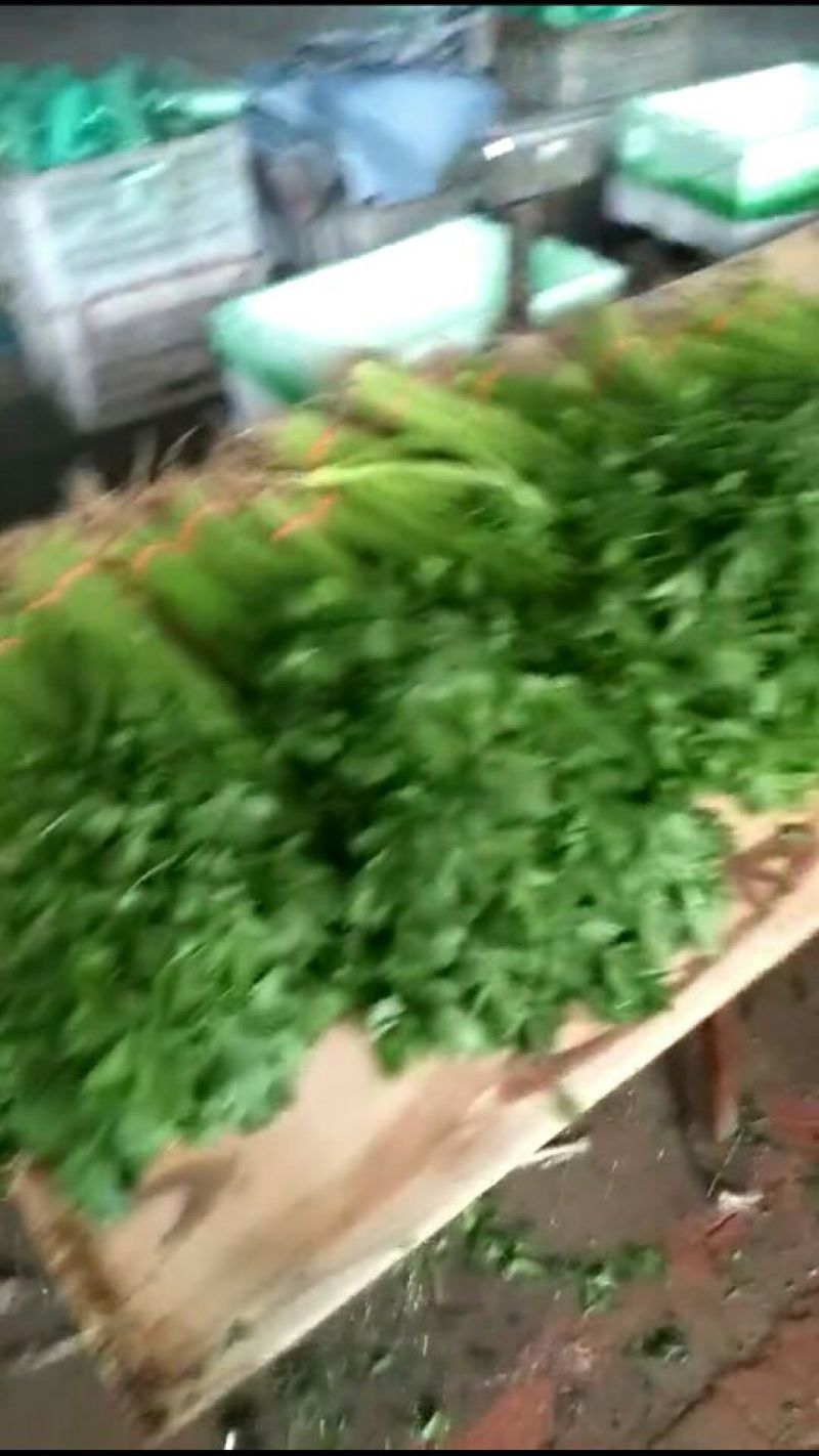 香芹55cm以上