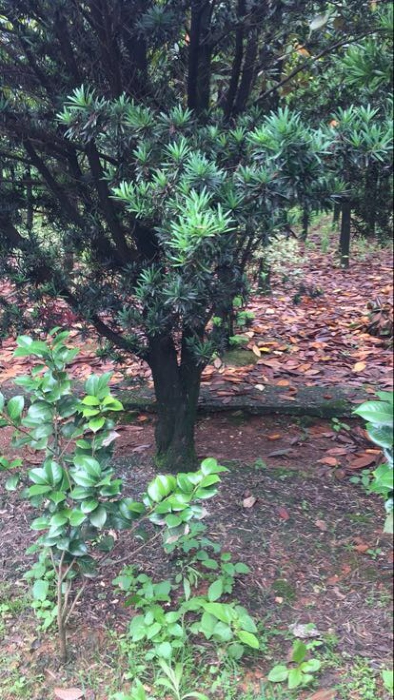 罗汉松2~4cm4cm以下0.5~1米