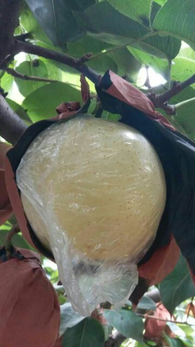 头茬梨纸袋脆甜黄金梨圆黄梨丰水梨产地商品梨批发价格