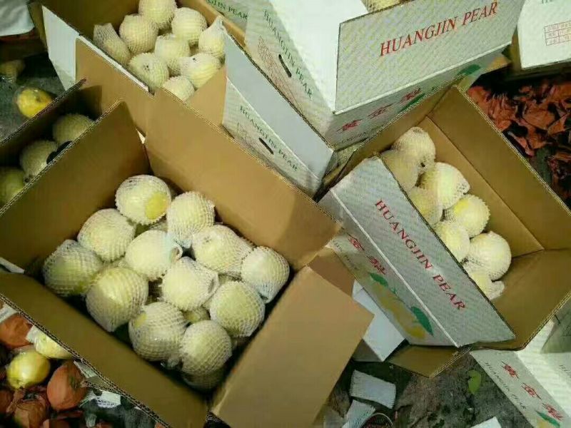 头茬梨纸袋脆甜黄金梨圆黄梨丰水梨产地商品梨批发价格