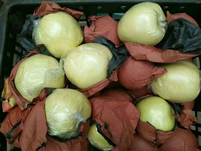 头茬梨纸袋脆甜黄金梨圆黄梨丰水梨产地商品梨批发价格
