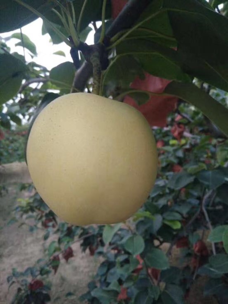 黄金梨