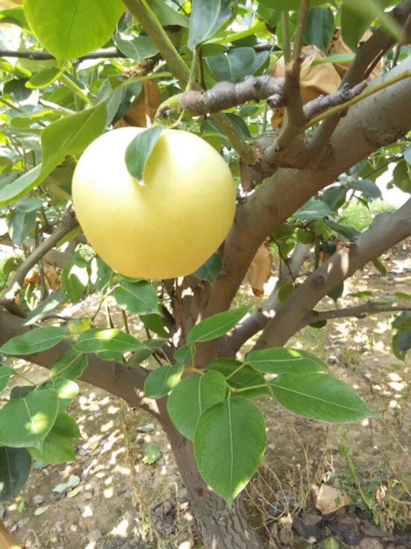 黄金梨