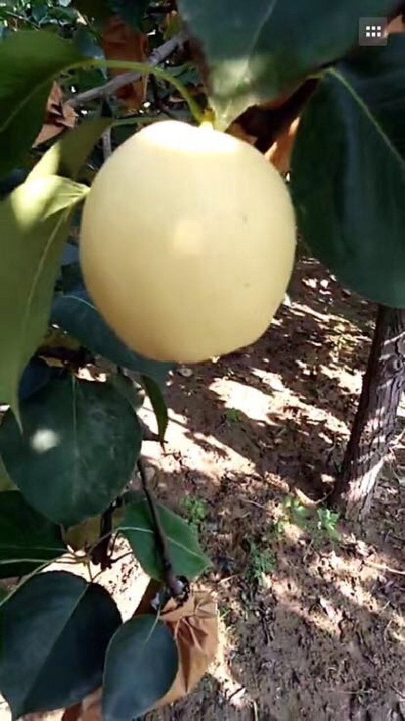 黄金梨