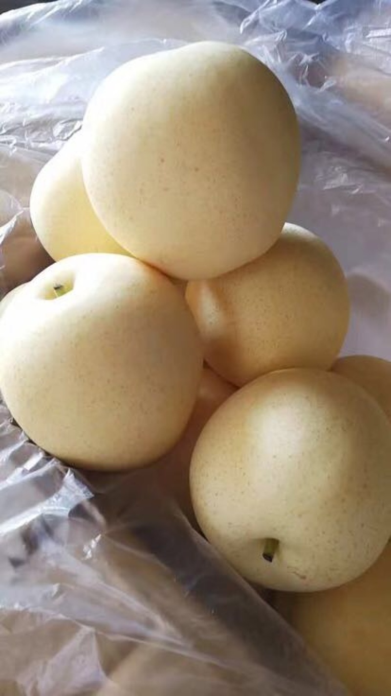 黄金梨