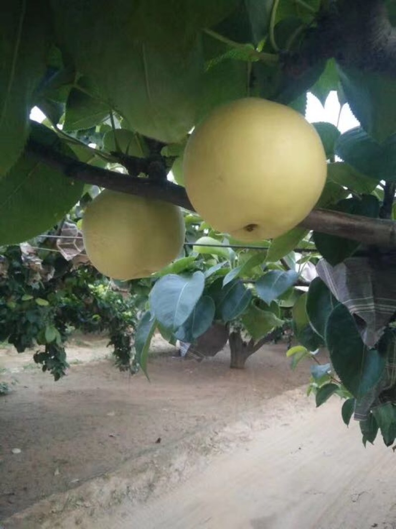 黄金梨