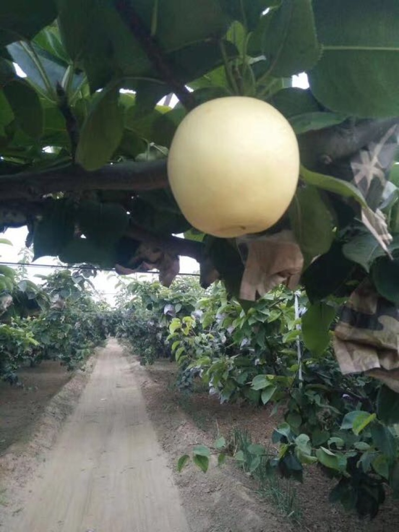 黄金梨