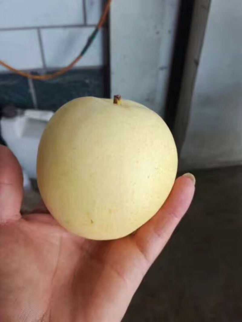 黄金梨