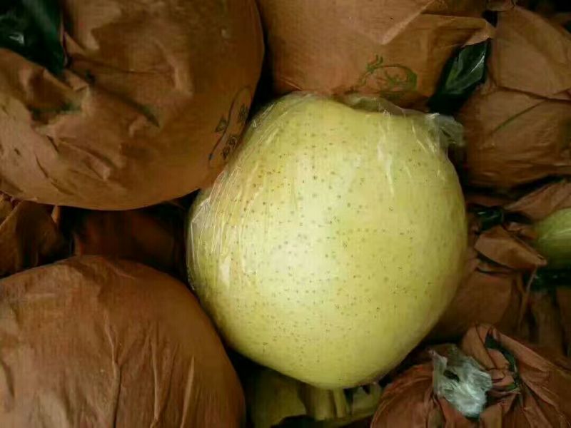 头茬梨纸袋脆甜黄金梨圆黄梨丰水梨产地商品梨批发价格